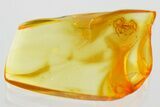 Detailed Fossil Spider (Araneae) In Baltic Amber #372588-1